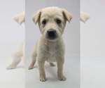 Small #1 Labrador Retriever Mix