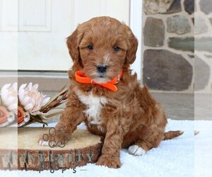 Goldendoodle (Miniature) Puppy for sale in GORDONVILLE, PA, USA