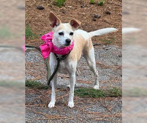 Chihuahua-Unknown Mix Dogs for adoption in Shillington, PA, USA