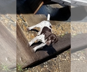 German Shorthaired Pointer Puppy for sale in IVANHOE, CA, USA