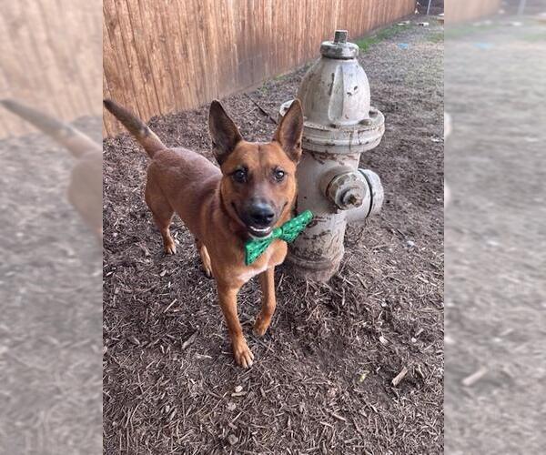 Medium Photo #3 Mutt Puppy For Sale in Plano, TX, USA