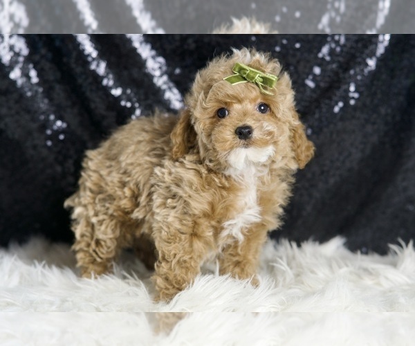 Medium Photo #4 Maltipoo (Miniature) Puppy For Sale in WARSAW, IN, USA