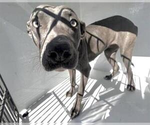COOKIE - Female Mutt Dog for Adoption - Photo #2