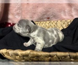 French Bulldog Puppy for sale in ACCOKEEK, MD, USA