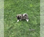 Puppy Kyoko Akita