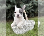 Layla - Female French Bulldog Puppy for Sale - Photo #5