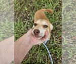Small #3 Chiweenie