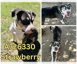Small #3 American Staffordshire Terrier Mix