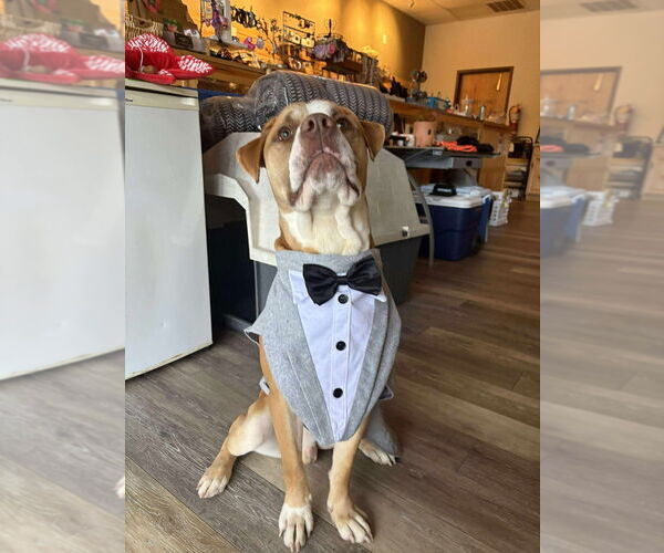 Medium Photo #9 Mutt Puppy For Sale in Candler, NC, USA