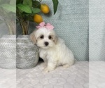 Small #5 Maltipoo (Toy)