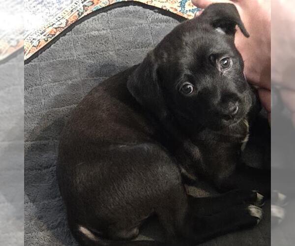 Medium Photo #1 Labrador Retriever-Unknown Mix Puppy For Sale in San Antonio, TX, USA