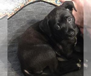 Labrador Retriever-Unknown Mix Dogs for adoption in San Antonio, TX, USA