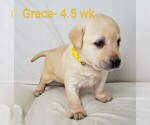 Puppy 3 Labrador Retriever