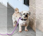 Small #1 Shih Tzu