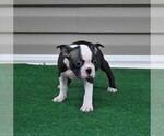 Small #9 Boston Terrier