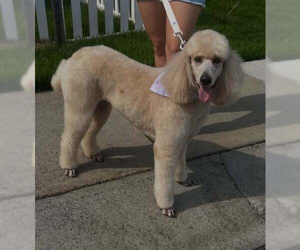 Medium Photo #9 Poodle (Standard) Puppy For Sale in Pacolet, SC, USA