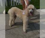 Small #8 Poodle (Standard)