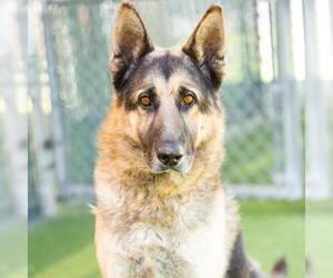German Shepherd Dog Dogs for adoption in Camarillo, CA, USA