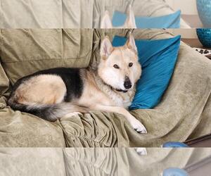 Huskies -Unknown Mix Dogs for adoption in St. Cloud, MN, USA