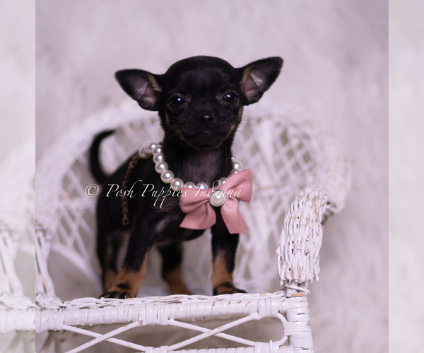 Medium Photo #1 Chihuahua Puppy For Sale in WARSAW, IN, USA