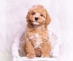 Small #4 Poodle (Miniature)