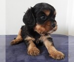 Puppy Puppy 2 Male Cavalier King Charles Spaniel