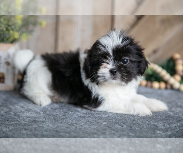 Medium Photo #3 Shih Tzu Puppy For Sale in GREENWICH, OH, USA