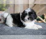 Small #2 Shih Tzu