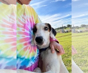 Jay: At shelter - Male Mutt Dog for Adoption - Photo #2
