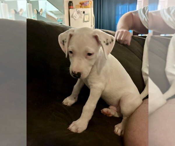 Medium Photo #13 Border Collie-Unknown Mix Puppy For Sale in Mesa, AZ, USA