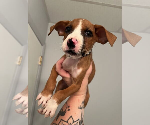 Medium Photo #2 Bullboxer Pit Puppy For Sale in Duluth, MN, USA