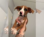 Small #1 Bullboxer Pit