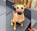 Small #8 Labrador Retriever Mix
