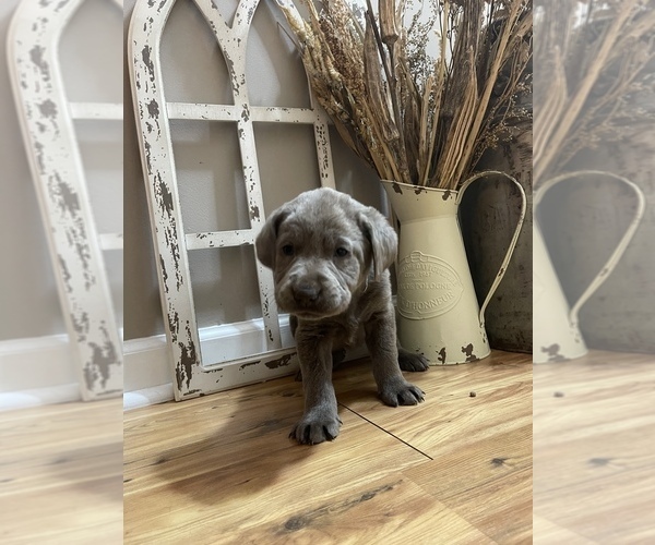 Medium Photo #1 Labrador Retriever Puppy For Sale in FELTON, PA, USA