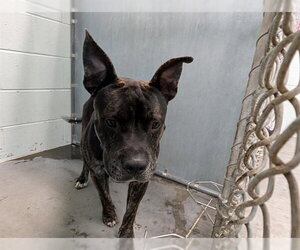 Plott Hound Dogs for adoption in Tavares, FL, USA
