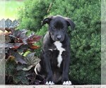 Small Photo #2 Labrador Retriever-Unknown Mix Puppy For Sale in FREDERICKSBG, OH, USA