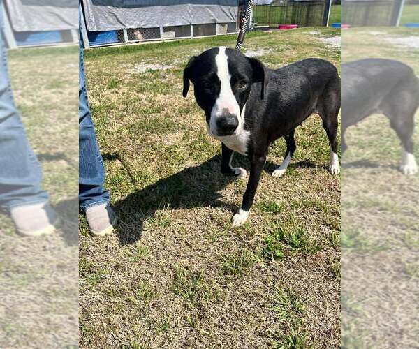 Medium Photo #3 Mutt Puppy For Sale in Abbeville, LA, USA