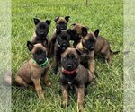 Small #1 Belgian Malinois