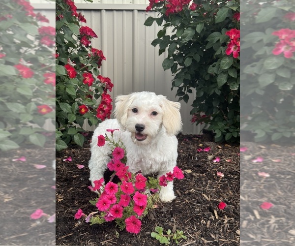 Medium Photo #4 Havaton Puppy For Sale in CANOGA, NY, USA