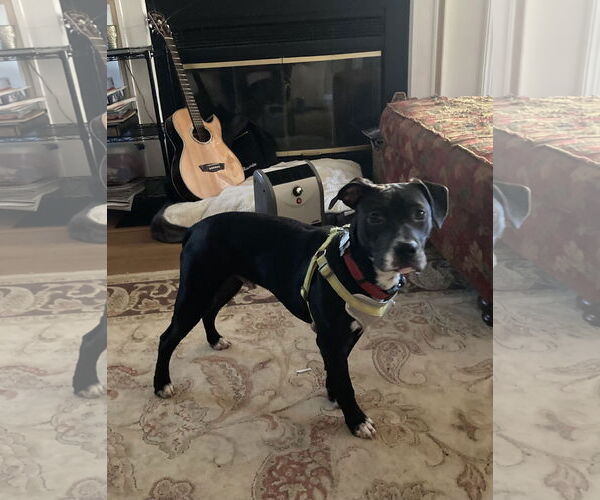 Medium Photo #3 American Staffordshire Terrier-Labrador Retriever Mix Puppy For Sale in Holly Springs, NC, USA