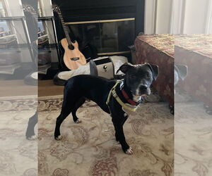 Pudge - Male American Staffordshire Terrier-Labrador Retriever Mix Dog for Adoption - Photo #3