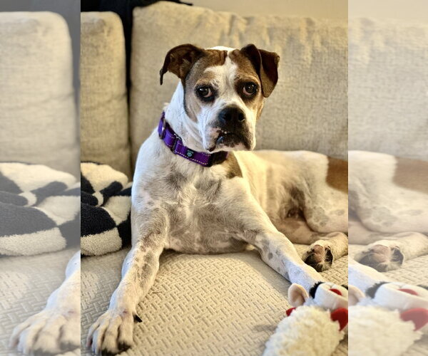 Medium Photo #1 Boxer Puppy For Sale in Dumont, NJ, USA