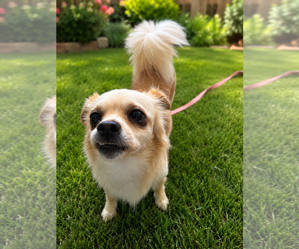 Medium Photo #5 Cheeks Puppy For Sale in San Diego, CA, USA