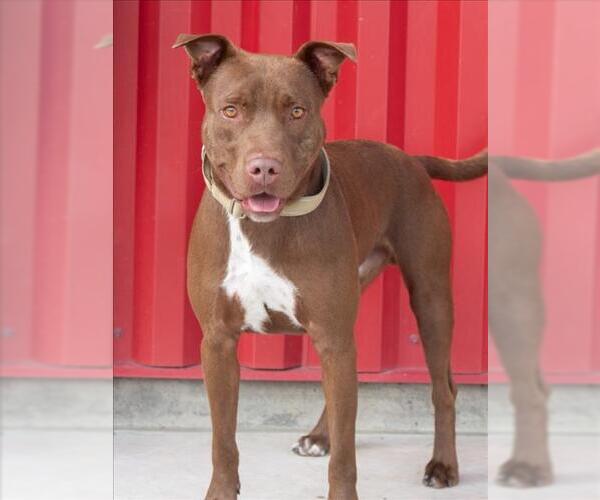 Medium Photo #2 Mutt Puppy For Sale in Tracy, CA, USA