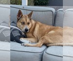 Small #3 Huskies  Mix
