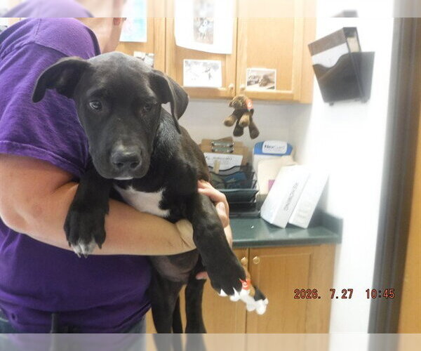 Medium Photo #1 Labrador Retriever-Unknown Mix Puppy For Sale in Oroville, CA, USA