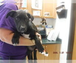 Small Labrador Retriever Mix