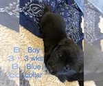Small Photo #7 German Shepherd Dog Puppy For Sale in KINGSTON, NY, USA