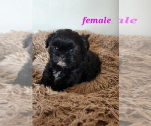 Shih Tzu Puppy for sale in BETHEL, MN, USA