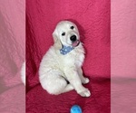 Small #3 English Cream Golden Retriever